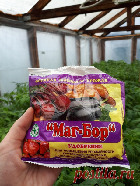 Не пропустите очень важную подкормку томатов в стадии бутонизации. | Огородник из Рязани | Яндекс Дзен