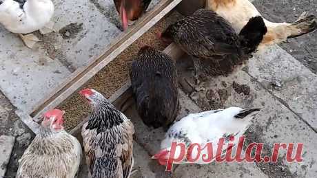Как повысить яйценоскость кур в холодный период | Учусь жить в деревне | Яндекс Дзен