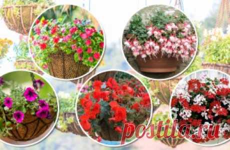 8 красивых ампельных растений для сада | В цветнике (Огород.ru)
