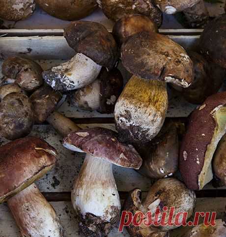 Нужно ли мыть лесные грибы | Вкусный год с Анной Людковской