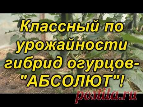 Огурцы "Абсолют". 20 дней после высадки- отличный гибрид!