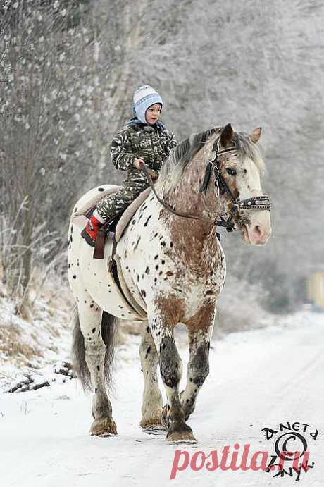 лошади