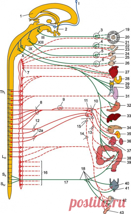 ГЛАВА 13 ВЕГЕТАТИВНАЯ НЕРВНАЯ СИСТЕМА, ЕЕ СТРОЕНИЕ, ФУНКЦИИ