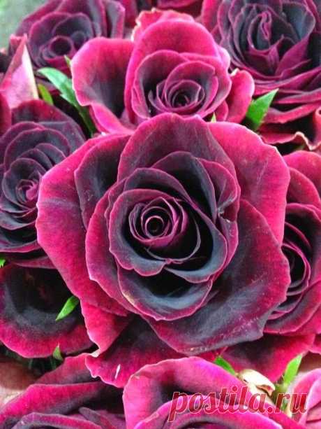 Black Beauty | GARDENING: Dark Beauty