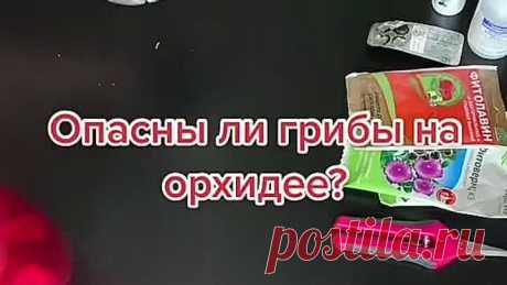 Опасны ли грибы на орхидее?📌🌺