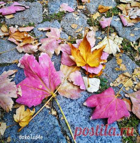 Pink Leaves These beautiful leaves are one of my favourites for this autumn. They are golden yellow on the inside, and the backside is pink. Pink and gold are one of my favourite combinations lately. I think