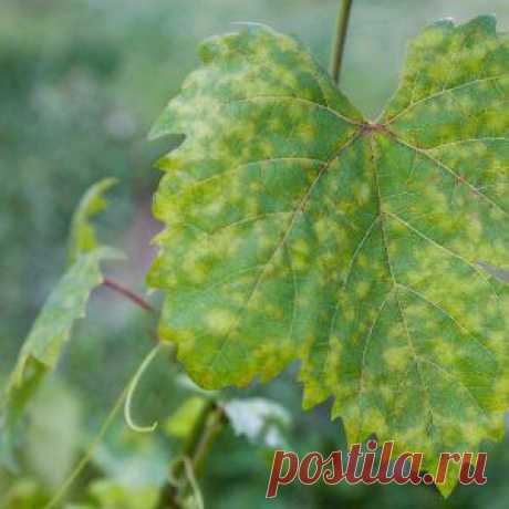 Усадьба | Садовод : Белый налет на листьях винограда – что это и как бороться