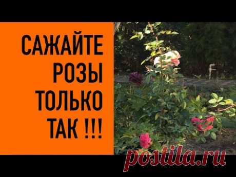 Розы сажайте только так !!! Осень