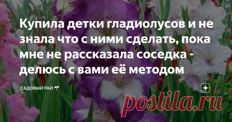 Купила детки гладиолусов и не знала что с ними сделать, пока мне не рассказала соседка - делюсь с вами её методом