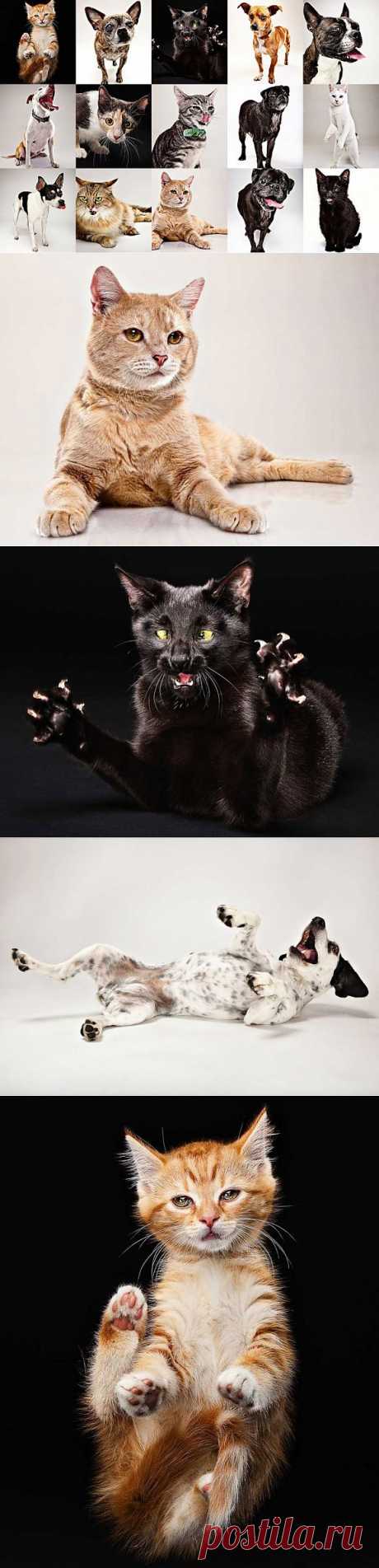 (+1) тема - Эмоции животных от Эвана Кафки | Приколы про котов :)