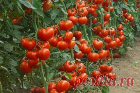 Как собрать отличный урожай помидор? Важные советы — Домашние
