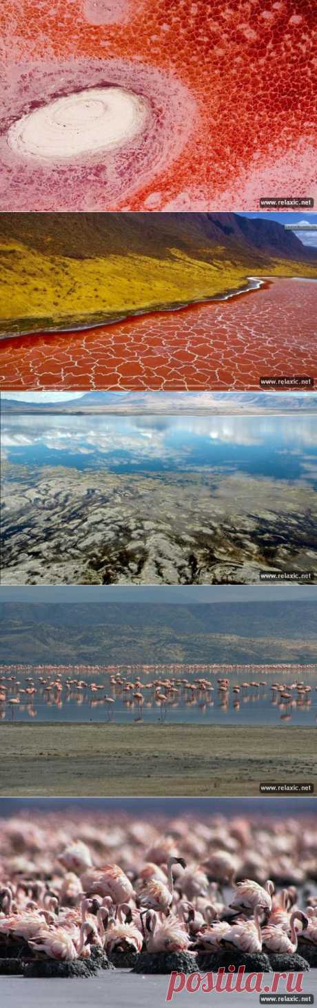 (+1) - Красное озеро Натрон | УДИВИТЕЛЬНОЕ