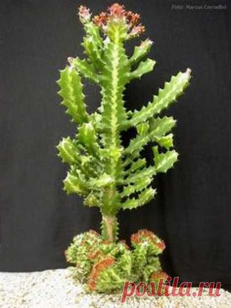 Euphorbia lactea var. cristata.