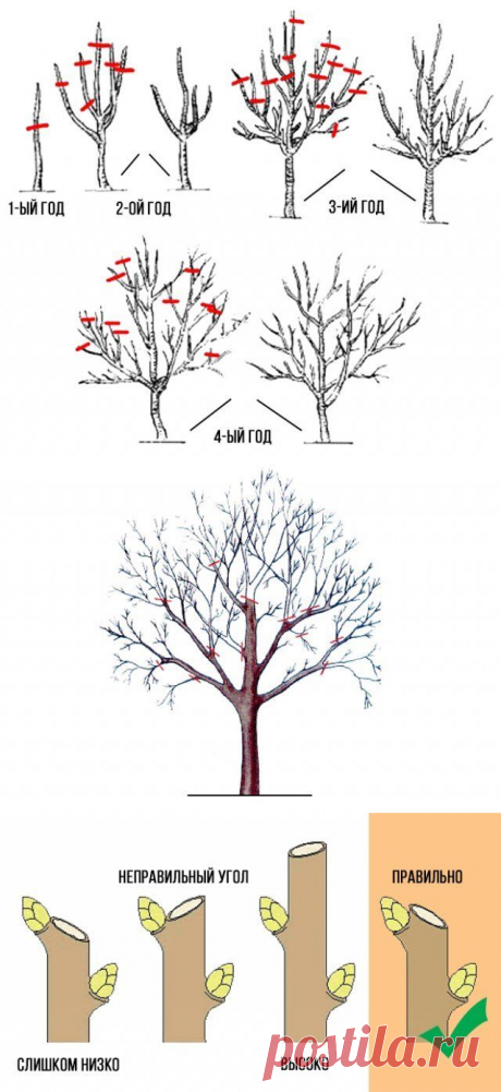 Как правильно обрезать яблоню весной – советы начинающим садоводам | Яблоня, груша (Огород.ru)
