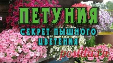 Петуния — одна из самых популярных однолетних цветов во всем мире. И это неудивительно, ведь они восхитительно красивы. На сегодняшний день существует масса сортов этой «королевы клумбы», отличающихся высотой кустиков, огромным разнообразием оттенков и размером цветков…Что делать, чтобы петуния выглядела более пышно