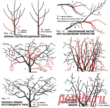 Как правильно обрезать вишню и черешню? | PoweredHouse | Яндекс Дзен