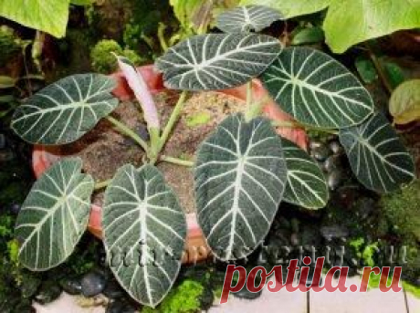 Алоказия (Alocasia), уход и выращивание