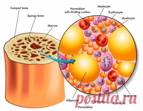 Омоложение костного мозга. Естественный процесс Костный мозг одновременно является ключевым органом кроветворения и элементом иммунной системы. Поэтому он «спрятан» в отлично защищенных от внешних воздействий местах – в костях. Как стимулировать костномозговые полости с пользой для здоровья? Поможет вибрационное воздействие.