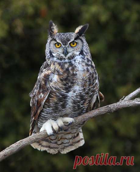 Great Horned Owl (Bubo virginianus) - Picture 5 in Bubo: virginianus