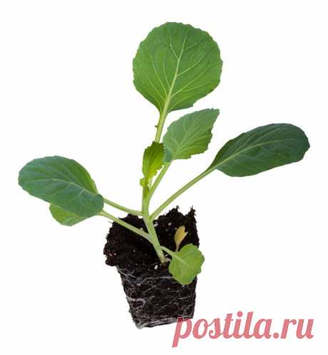 12 секретов выращивания рассады капусты | Огород без хлопот