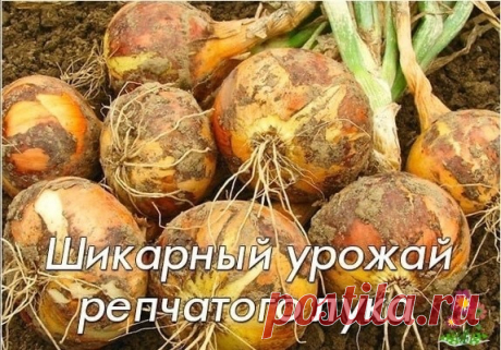 Шикapный уpoжaй peпчaтoгo лукa