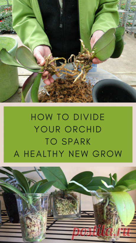 How to Divide Your Orchid To Spark A Healthy New Growth - GardenTipz.com