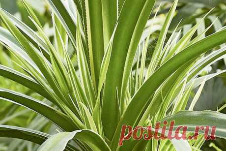 Панданус – растение для лентяев | 6 соток