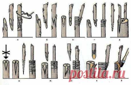 Что садоводу нужно знать о прививке
О чём мечтает каждый садовод? Правильно — чтобы урожай был побольше, а проблем поменьше. Чтобы любой понравившийся сорт непременно стал бы «своим», а деревья в саду никогда бы не старели. И всё это совершенно выполнимо, если хозяин сада на «ты» с прививкой.

Вы ни разу не прививали деревья? Не знаете, как это сделать? Боитесь, что у вас не получится? Тогда эта статья — для вас!

Что такое прививка, и для чего она нужна 
В садоводстве при...