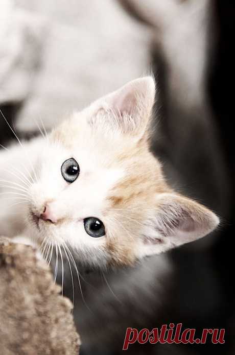 #cats #cutecats cats | cat cute | cute cats and kittens |cat beautiful | cat lovers