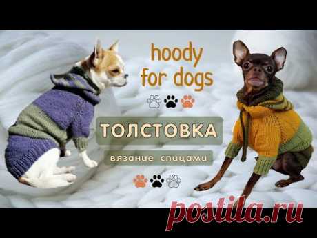 Как связать толстовку спицами, hoodie for dogs