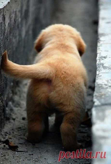 Golden Retriever little butt ;) | Cute animals