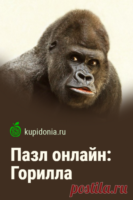 Пазл онлайн: Горилла. Пазл онлайн с симпатичной гориллой из серий «Дикие животные», «Приматы», «Обезьяны» и «В мире животных». Собери пазл на сайте!