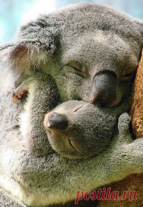 Koala love | I love...