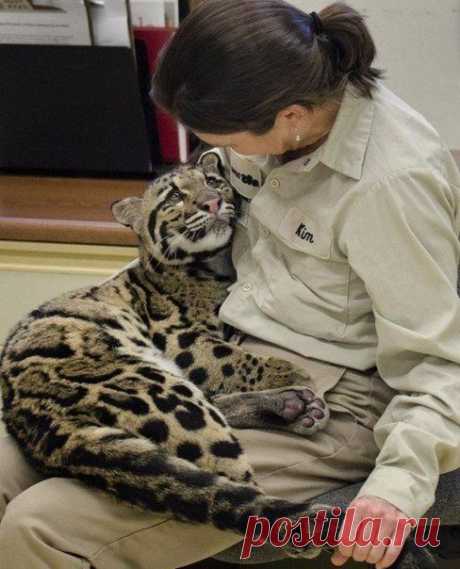 8-месячный леопард и его тренер в зоопарке Сан-Диего.