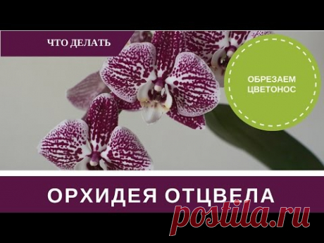 ✿Орхидея Отцвела Что Делать с Цветоносом и Уход✿