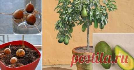А вы знали,что из косточки авокадо можно вырастить дерево прямо у себя на подоконнике?!
Ещё больше интересных идей вы найдёте тут: