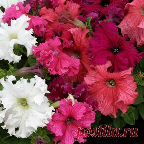 Фриллитунии — петунии с огромными цветками 2: