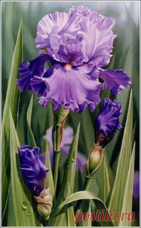 watercolor iris paintings | magnet