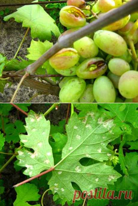 Болезни и вредители, сопровождающие выращивание винограда