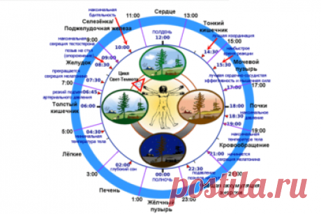 Биологические часы организма человека по часам работы.