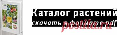 Дачный клуб &gt; Не работа, а удовольствие &gt; Сад плодовый и декоративный &gt; Томаты - люблю, выращиваю и рекомендую проверенные сорта