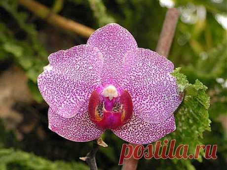 Фаленопсис - Phalaenopsis, уход, полив, размножение, проблемы, особенности, почва, личный опыт ухода за растением Фаленопсис - Phalaenopsis | happyflora.ru