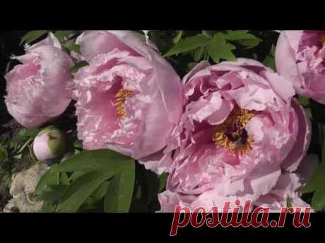 Древовидный пион.Tree Peony.