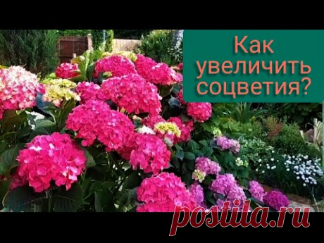 Гортензия. Как увеличить соцветия ? Особенности ухода. Весна 10 МАЯ.