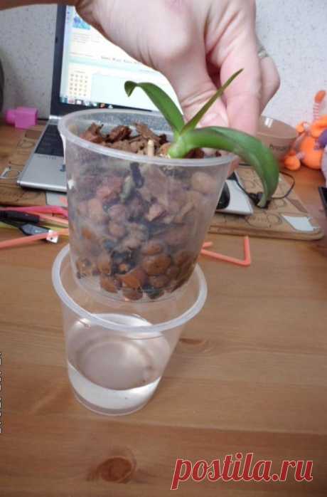 Орхидея Фаленопсис: как реанимировать цветок, если погибли корни
