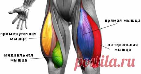 Четырёхглавая мышца бедра (квадрицепс): анатомия и упражнения для занятий в тренажерном зале