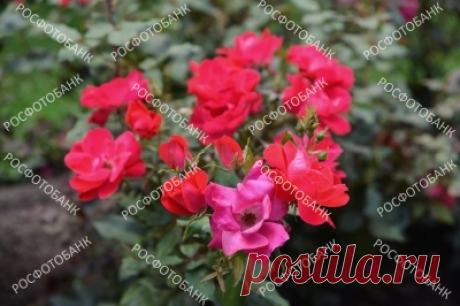 Красные розы в саду Красные розы в саду красиво цветут летом.