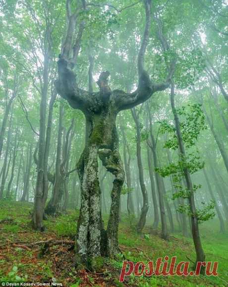 Необычное дерево в лесах Болгарии