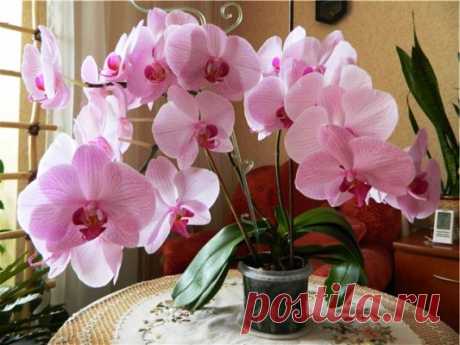Как ухаживать за орхидеей, общие правила ухода и выращивания