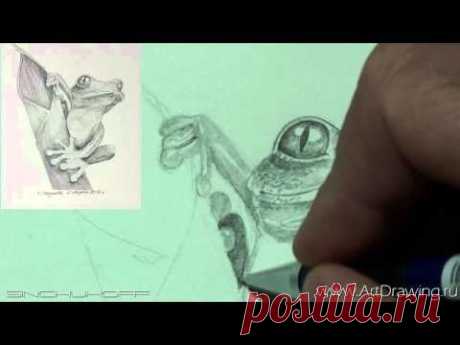 ▶ Рисуем лягушку - YouTube